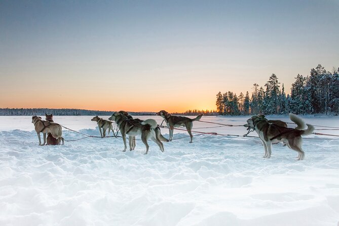 Self-Driving Husky Sledding Experience in Levi - Ride Through Levis Snowy Trails