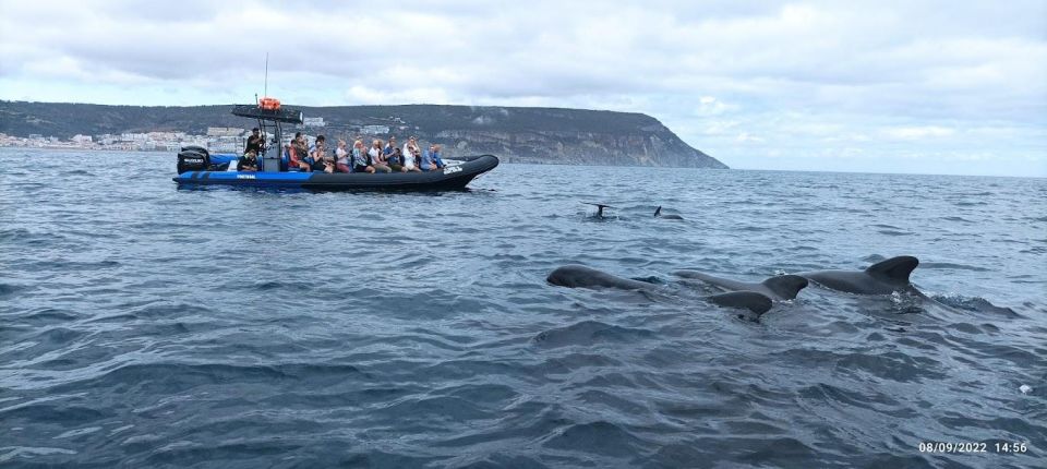 Sesimbra: Dolphin Watching Tour in Arrábida Natural Park - Language & Guides