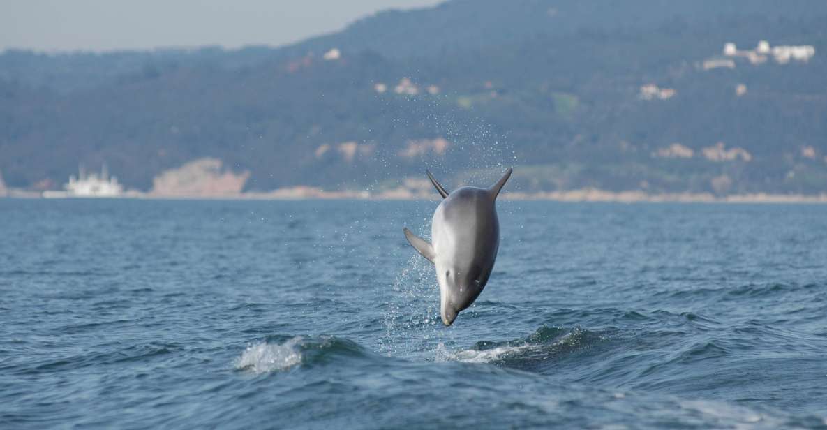 Sesimbra: Eco-friendly Dolphin Watching Tour - Experience
