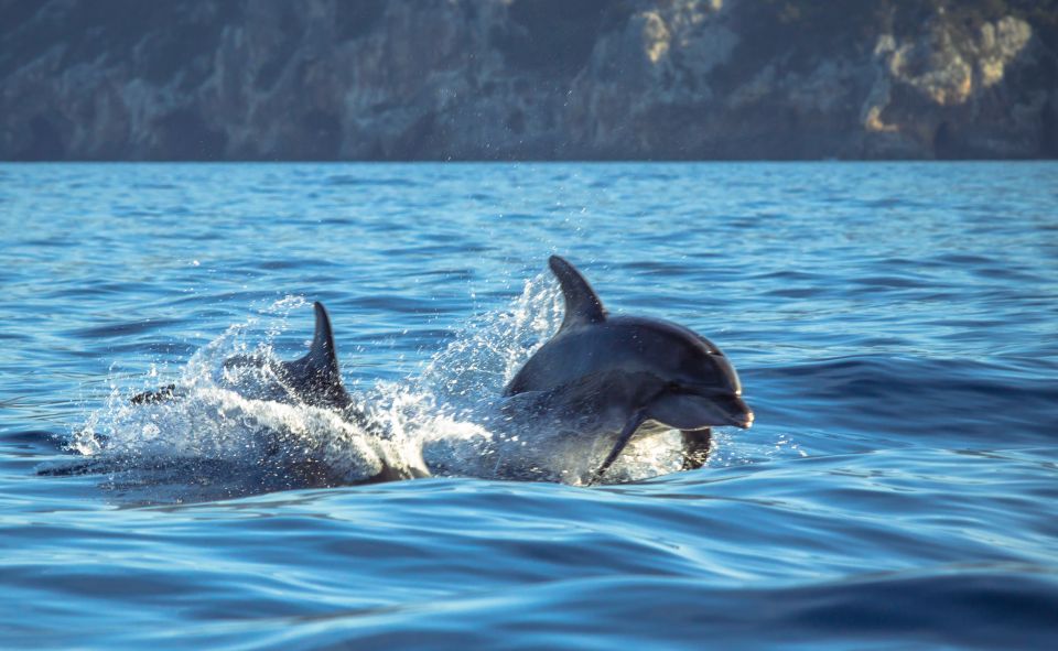 Sesimbra: Guided Dolphin Watching in Arrábida Natural Park - Experience Highlights