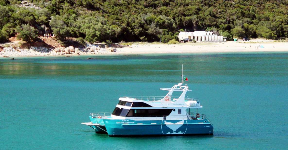 Setúbal: Dolphin Watching Tour - Experience Highlights