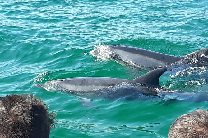 Setubal Portugal Sightseeing Boat Tour With Dolphins  - Setubal District - Tour Highlights