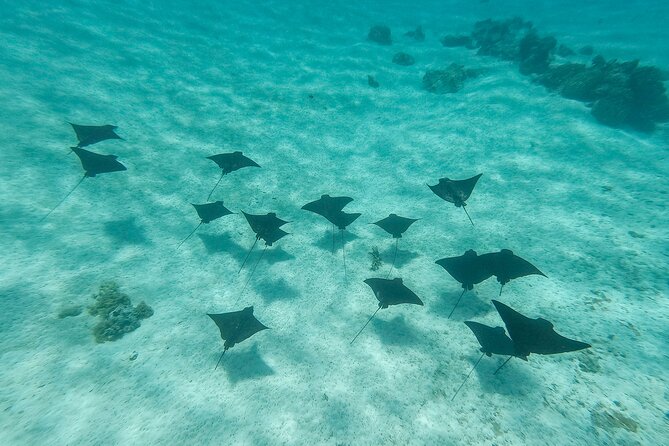 SHARED HALF DAY LAGOON TOUR - Bora Bora Cultural Lagoon Tour - Pricing and Value