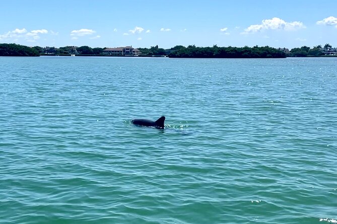 Shell Key Preserve Small-Group E-Paddle Board Dolphin Tour  - Orlando - Tour Overview and Highlights