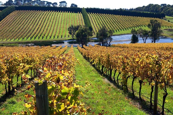 Shore Excursion Mornington Peninsula, Kangaroos, Lunch & Wine - Wildlife Experience With Guide