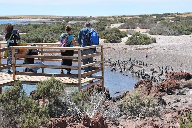 Shore Excursion Punta Tombo With Box Lunch & Entry Fee - Madryn - Meeting Point Logistics