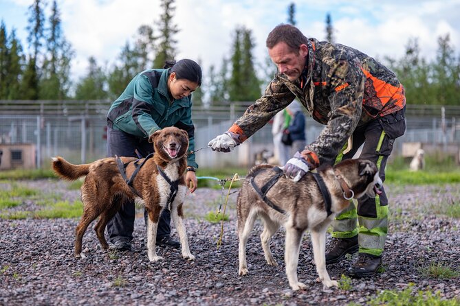 Short Norrbotten County Huskies Visit  - Kiruna - Whats Included
