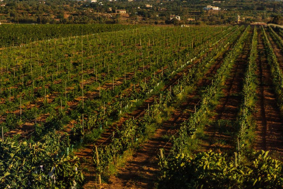Silves: Algarve Vineyard Tour With Premium Wine Tasting - Experience Highlights
