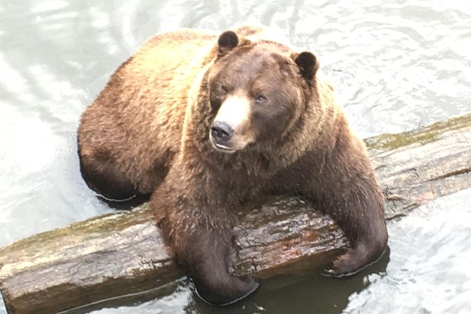 Simply Amazing Sitka Tour: Fortress of the Bear, Alaska Raptor, & Totems - Traveler Reviews and Ratings