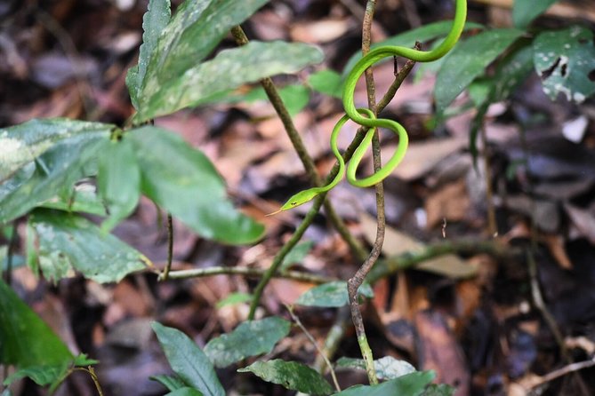 Sinharaja Forest Reserve (Sinharaja Rain Forest) Private Tour  - Galle - Private Tour Guide Services