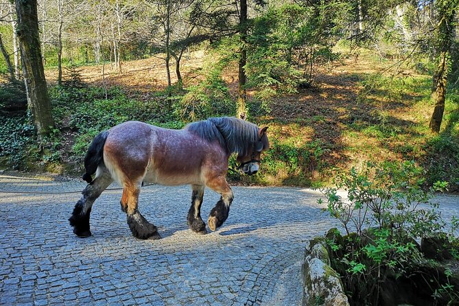 Sintra Tour With Pena Palace, Moorish Castle and Regaleira - Private - Traveler Reviews and Ratings