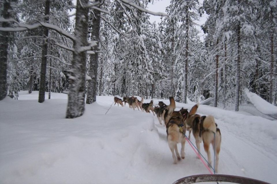 Sirkka: Husky Sled Ride in Levi - Experience Highlights