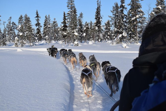 Sit Back and Relax Morning Husky Tour - Location and Duration