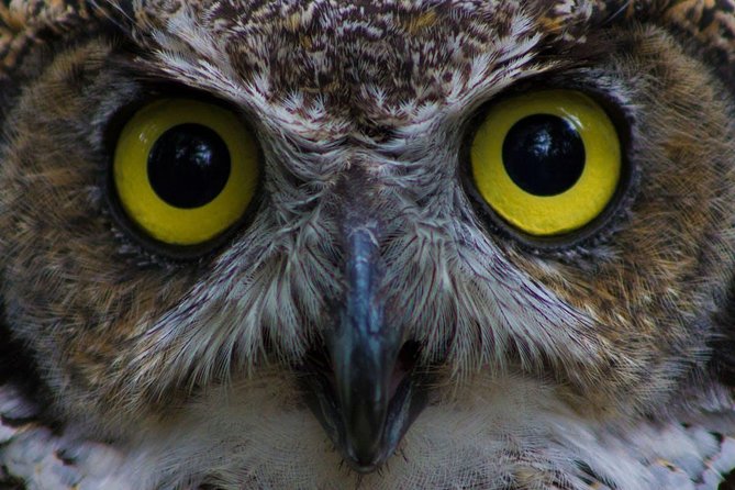 Sitka Premium Tour- Private- Alaska Raptor Center, Fortress of the Bears,Totems - Visiting Alaska Raptor Center