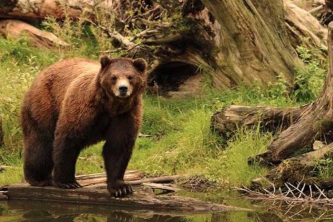 Sitka Shore Excursion: Bears, Raptor Center, & Totem Park Tour (Small Group) - Landmarks Visited