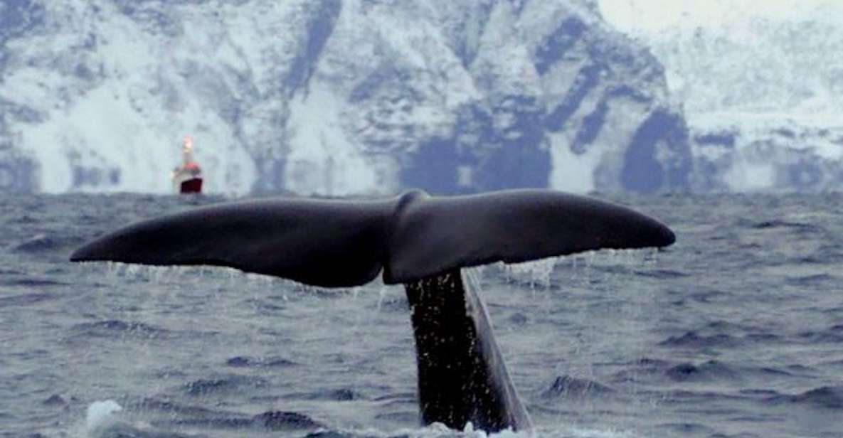 Skjervøy: Birds and Wildlife of Arctic Norway Tour - Varde-Quality Certified Whale Watching
