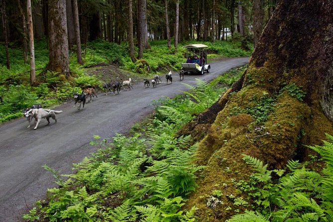 Sled Dog Discovery in Juneau - Logistics and Inclusions