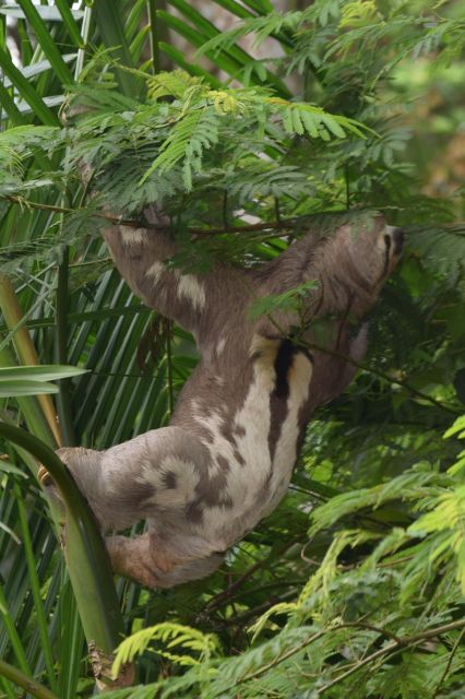 Sloth Search - Sloth Habitat and Behavior