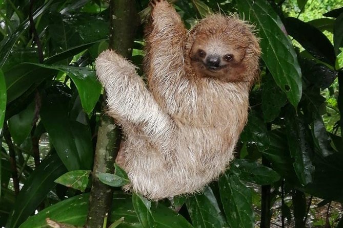 Sloths in Their Natural Habitat & Blue River Waterfall - Pricing and Booking Details