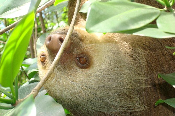 Sloths Lovers Tour. Puerto Limon Shore Excursion - Customer Reviews