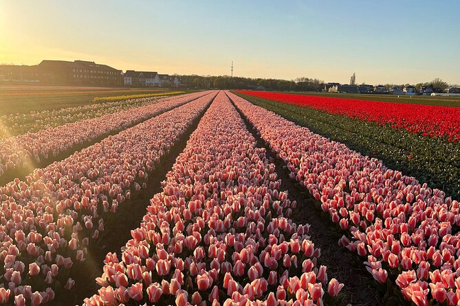 Small Group Bike Tour to Tulips Field in Lisse - What to Expect