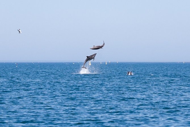 Small Group Dolphin and Wildlife Watching Tour in Faro - Inclusions and Logistics