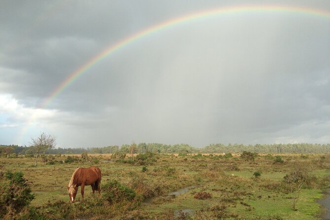 Small-Group New Forest Discovery Walk From Lyndhurst - Logistics