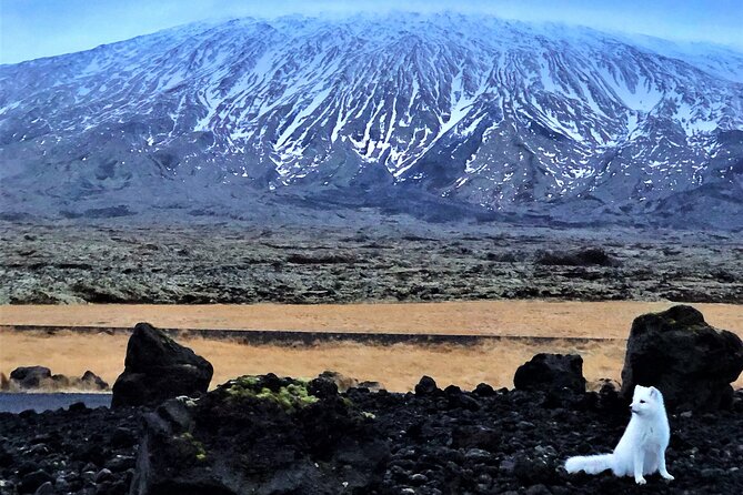 Small-Group Snaefellsnes, Mt. Kirkjufell & Black Sand Beach Tour From Reykjavik - Customer Satisfaction