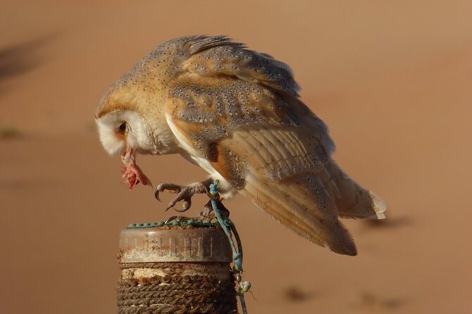 Small-Group Tour: Falcon 2—Dubai Falconry Safari - Tour Activities