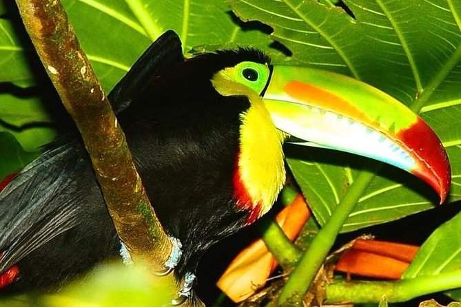 Small-Group Two-Hour Nighttime Wildlife Walk in the Forest  - Tortuguero - Booking and Additional Information