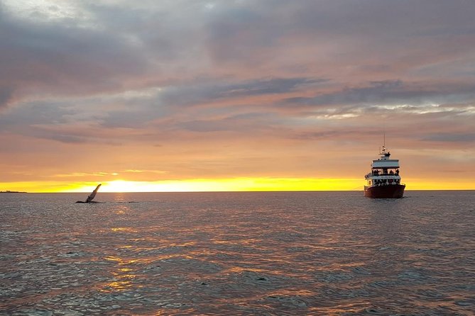 Small-Group Whale Watching in the Midnight Sun From Reykjavík - Logistics