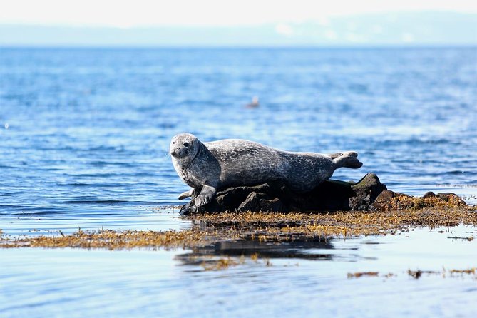 Snaefellsnes: West Iceland Small-Group Day Tour From Reykjavik - Customer Reviews