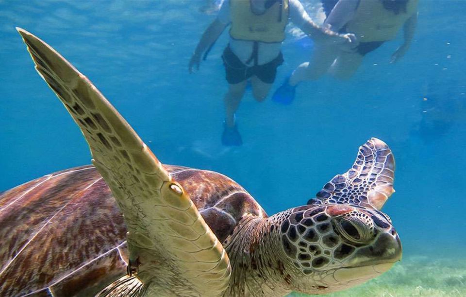 Snorkel Discovery - Turtles & Cenotes - Turtle Bay Exploration