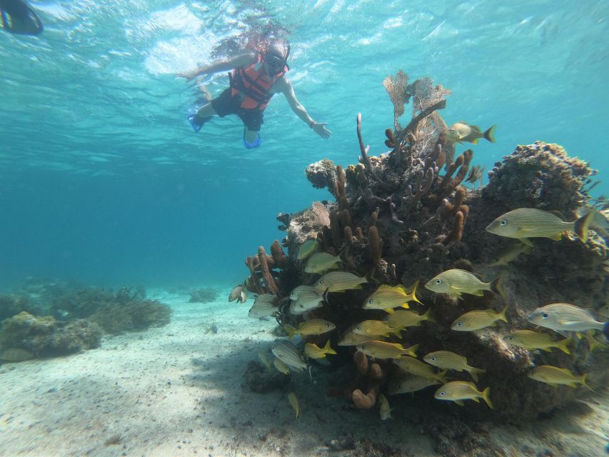 Snorkel Tour: Searching for Turtles at Mahahual Reef Lagoon - Tour Description