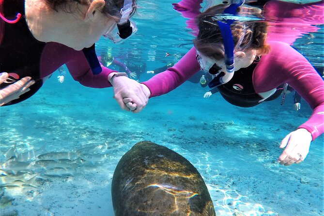 Snorkel Tour With the Manatee on Kings Bay, Crystal River - Inclusions and Equipment Provided