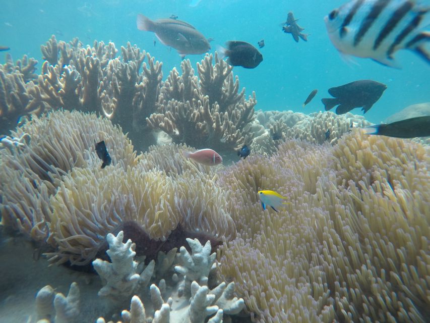 Snorkeling Cham Island: Snorkeling Tour by Speed Boat - Experience Highlights