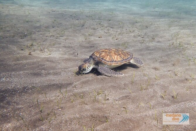 Snorkeling Excursion In South Tenerife - 3,5 Hours - Snorkeling Gear Rental