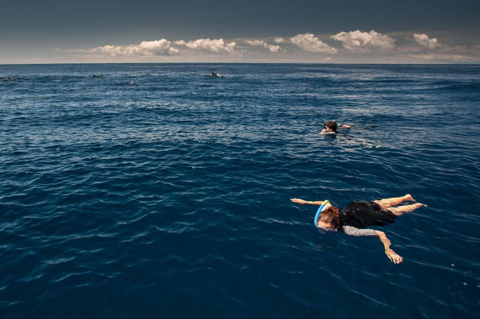 Snorkeling Wildlife in Terceira Island - Guided Tour Availability