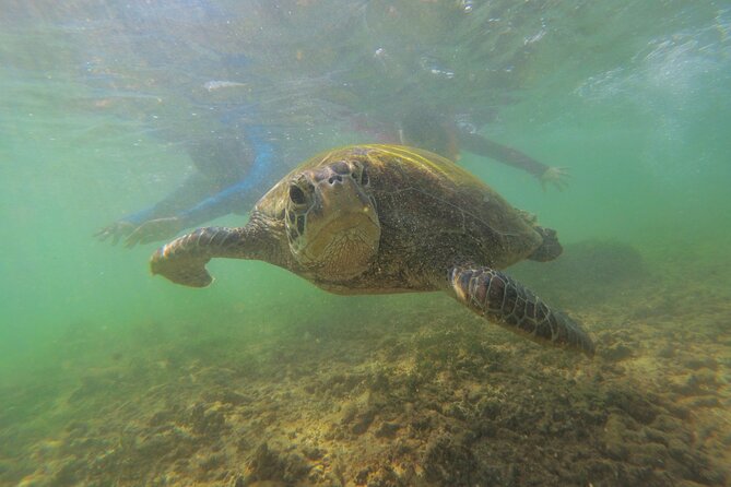 Snorkeling With Sea Turtles in Mirissa (Pickup and Drop Included) - Pricing and Duration Information
