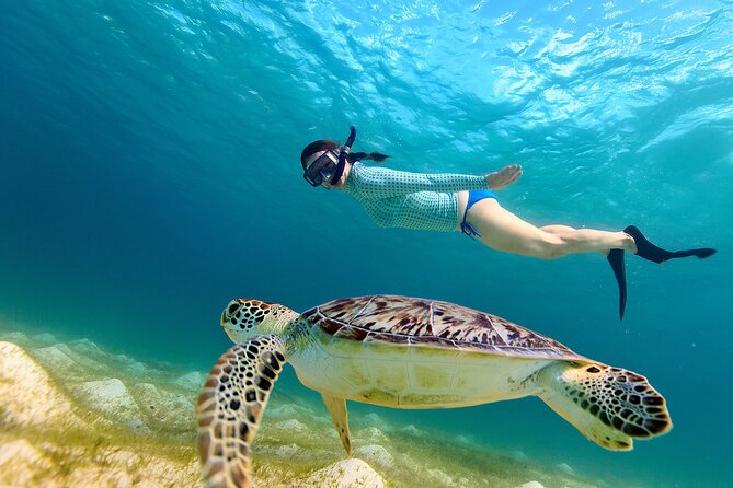 Snorkeling With Turtles in Fujairah With BBQ Lunch - Turtle Encounter Experience