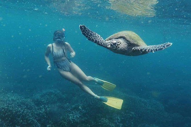 Snorkeling With Turtles in Mirissa - Inclusions and Logistics