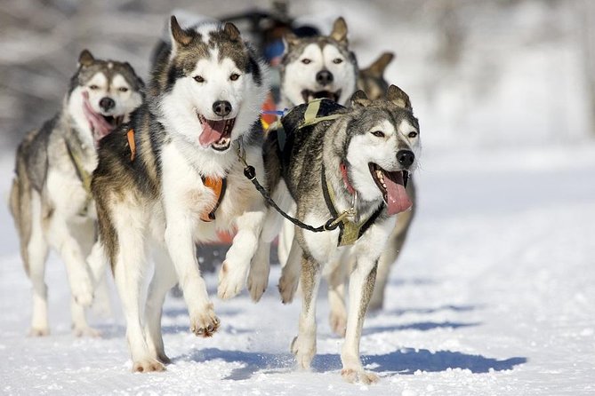 Snowy Trails 10KM Husky Safari From Rovaniemi - Viator Services