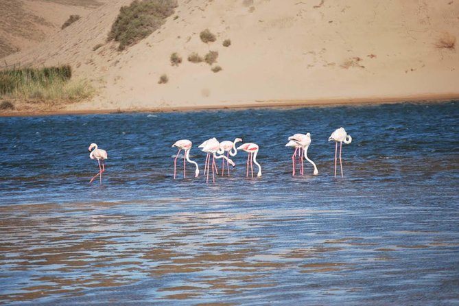 Souss Massa National Park Half Day Trip From Agadir - Logistics