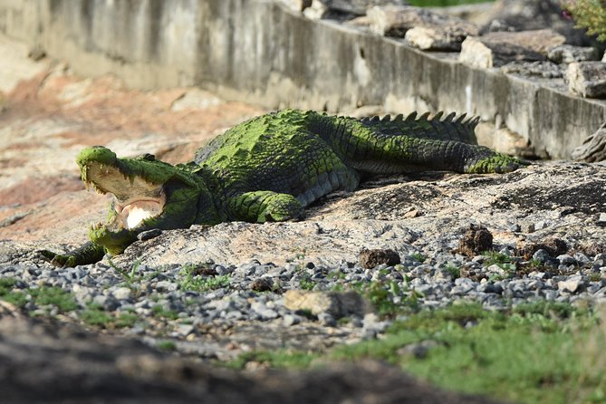 Special Leopard Safari Tour in Yala National Park by Malith & the Team - Pickup Information