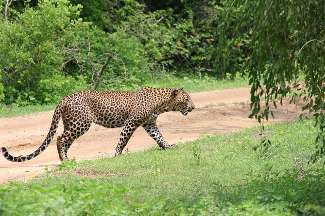 Special Leopards Safari - Yala National Park - 04.30 Am to 11.30 Am - Booking and Cancellation