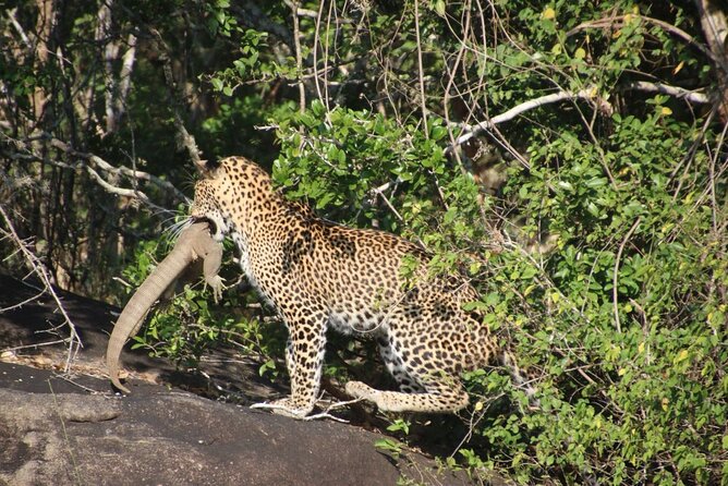Special Leopards Safari Yala National Park - 04.30 Am to 11.30 Am - Inclusions in the Safari Package