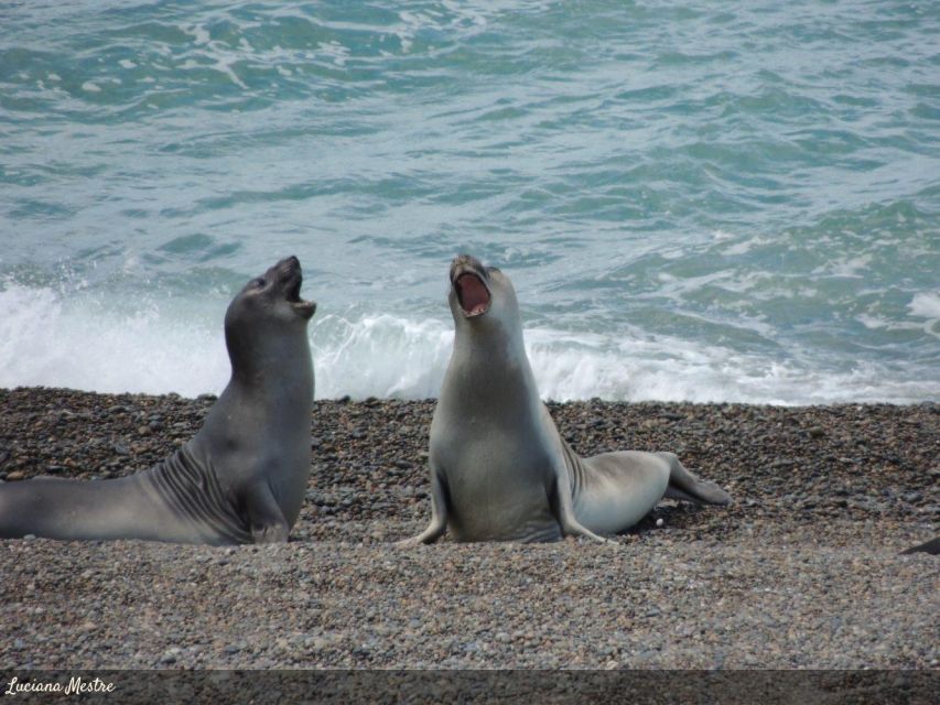 Speedboat Tour of the Palomino Islands Swim With Sea Lions - Experience Information and Tips