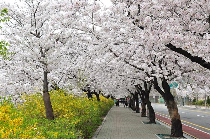 Spring 3 Days Seoul & Mt Seorak Cherry Blossom With Nami Island on 7 to 14 Apr - Accommodation Details