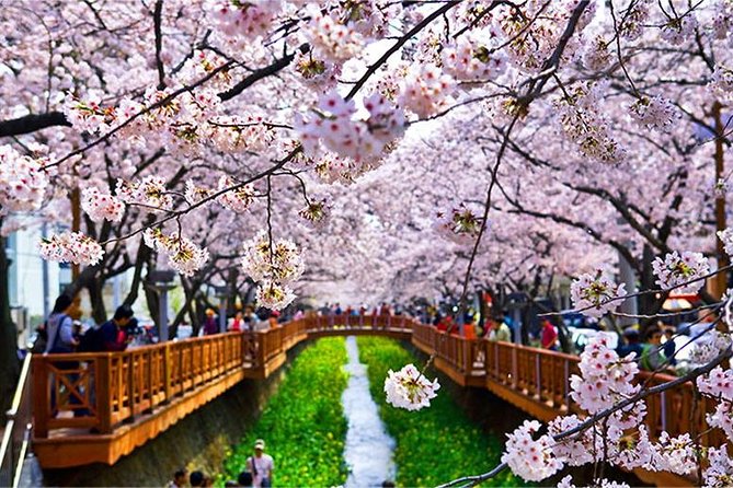 Spring 6 Days Cherry Blossom Jeju&Busan&Jinhae&Gyeongju on 31 Mar to 10 Apr - Pricing and Booking Details