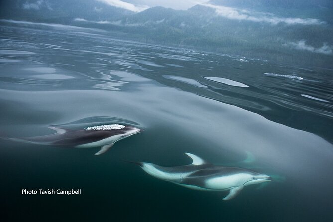 Spring Bears and Whales in Campbell River Tour - Meeting and Pickup Information